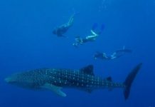 Science: Secret to whale shark hotspots — (research)
