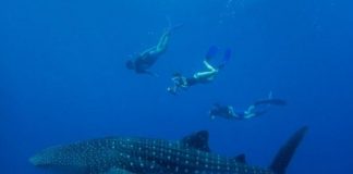 Science: Secret to whale shark hotspots — (research)