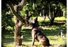 Science: Study shows dogs can sniff out laurel wilt-infected avocado trees well in advance — (research)