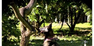 Science: Study shows dogs can sniff out laurel wilt-infected avocado trees well in advance — (research)
