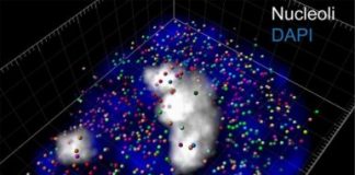 Health: Genes marked with colorful barcodes give precise, instantaneous snapshots of single cells — (Study)