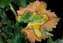 Science: Research could help diagnose disease early and increase plant health — (research)