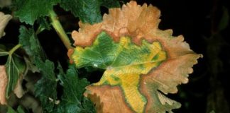 Science: Research could help diagnose disease early and increase plant health — (research)