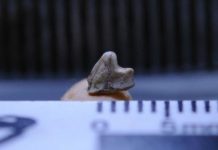 Science: Discovery of the oldest mammal in Brazil pays tribute to David Bowie — (research)