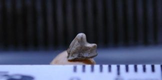 Science: Discovery of the oldest mammal in Brazil pays tribute to David Bowie — (research)