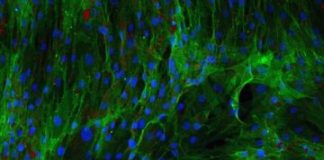Researchers discover new type of stem cell state — (Study)
