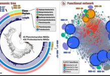 Science: Large-scale study indicates novel, abundant nitrogen-fixing microbes in surface ocean — (research)