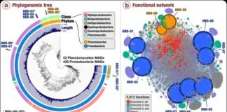 Science: Large-scale study indicates novel, abundant nitrogen-fixing microbes in surface ocean — (research)