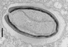 Science: Giant viruses invent their own genes — (research)