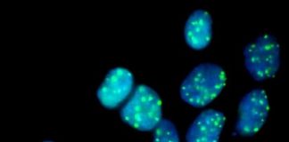 Artificial gene defect reveals target to fight genetic disease — (Study)