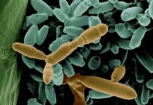 Nectar research sheds light on ecological theory — (research)