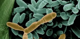 Nectar research sheds light on ecological theory — (research)