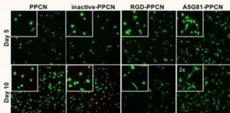 Shape-conforming hydrogel leverages the body’s own healing mechanisms rather than releasing drugs or biologics — (Study)
