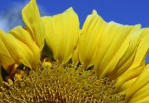 RNA changes aided sunflower’s rapid evolutionary transformation, domestication — (research)