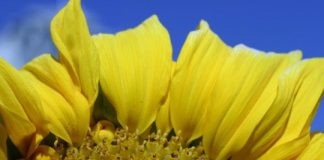 RNA changes aided sunflower’s rapid evolutionary transformation, domestication — (research)