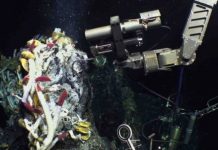 Surprisingly productive microbes are a key source of food in the abyss — (research)