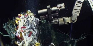 Surprisingly productive microbes are a key source of food in the abyss — (research)