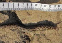 A powerful tool to combat invasive giant slugs — (research)