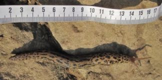 A powerful tool to combat invasive giant slugs — (research)