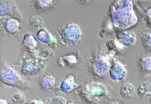 A new kind of vaccine based on spider silk — (research)