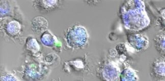 A new kind of vaccine based on spider silk — (research)