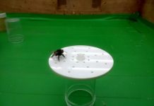 Clever bees can identify different flowers by patterns of scent — (research)