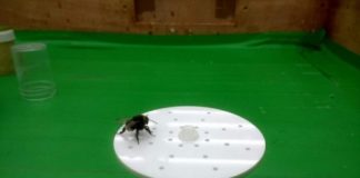 Clever bees can identify different flowers by patterns of scent — (research)