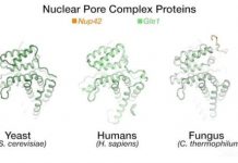 Research: New structural details emerge about one of the body’s biggest protein assemblages, the nuclear pore complex —