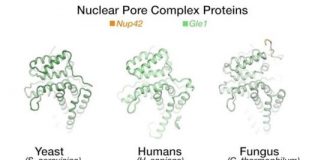 Research: New structural details emerge about one of the body’s biggest protein assemblages, the nuclear pore complex —