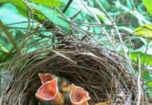 Original habitat is best, but restoration still makes a big difference — (research)