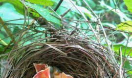 Original habitat is best, but restoration still makes a big difference — (research)