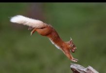 British mammals’ fight for survival — (research)