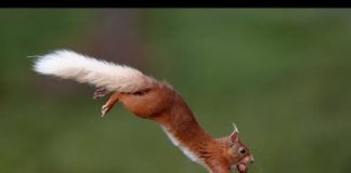 British mammals’ fight for survival — (research)