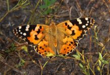Painted lady’s roundtrip migratory flight is the longest recorded in butterflies — (research)