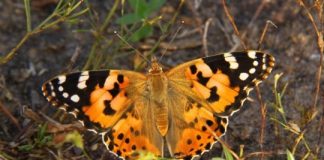 Painted lady’s roundtrip migratory flight is the longest recorded in butterflies — (research)