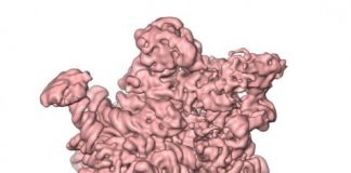 Research: Electron microscopy images provide important insights into ribosome assembly —