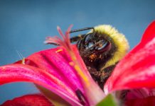 Insecticide exposure and declining floral diversity are jeopardizing key pollinator group — (research)