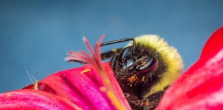 Insecticide exposure and declining floral diversity are jeopardizing key pollinator group — (research)