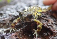 Deadly fungus found for first time in critically endangered amphibian species — (research)