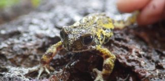 Deadly fungus found for first time in critically endangered amphibian species — (research)