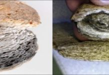 Large-scale whaling in north Scandinavia may date back to 6th century — (research)