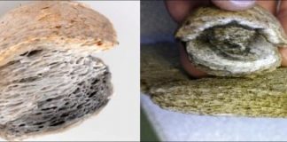 Large-scale whaling in north Scandinavia may date back to 6th century — (research)