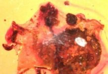 For 100 million years, amber freezes a tableau of tick’s worst day ever — (research)