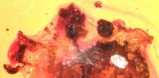 For 100 million years, amber freezes a tableau of tick’s worst day ever — (research)