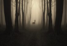 Research: Human activity is causing the planet’s mammals to flee daylight for the protection of night —