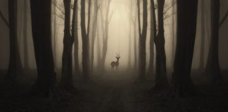 Research: Human activity is causing the planet’s mammals to flee daylight for the protection of night —