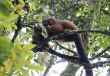 Research: Elevated androgens don’t hinder dads’ parenting — at least not in lemurs —