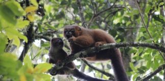 Research: Elevated androgens don’t hinder dads’ parenting — at least not in lemurs —