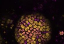 Research: New type of photosynthesis discovered —