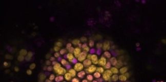 Research: New type of photosynthesis discovered —